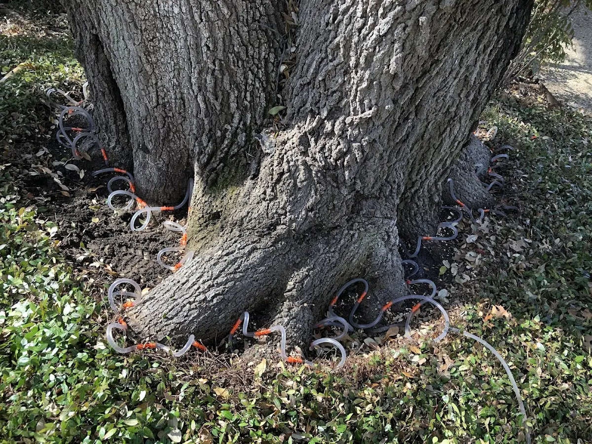 Detailed Tree Cabling and Bracing job site in Siloam Springs