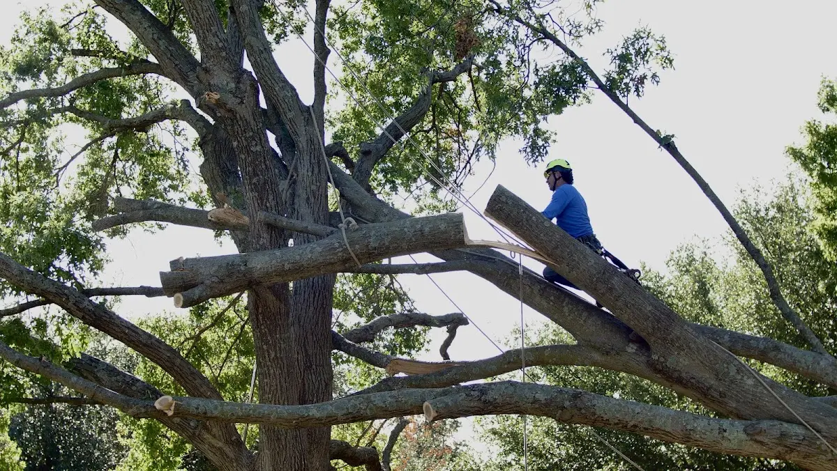 Professional Crown Thinning performed by certified arborists in Siloam Springs